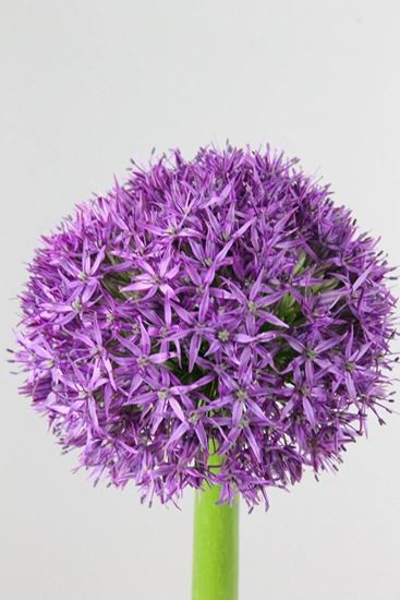 Picture of Allium Gladiator