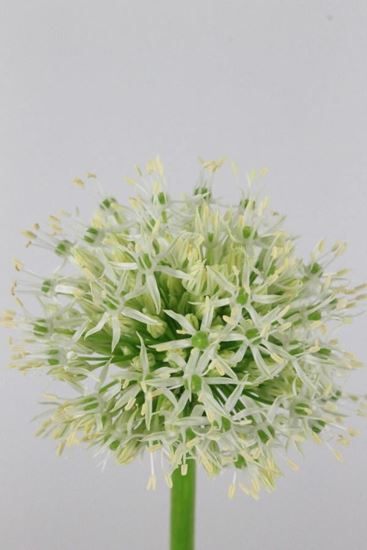 Picture of Allium Mount Everest