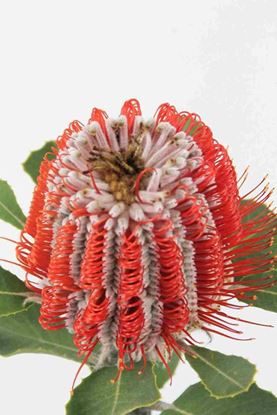 Picture of Banksia