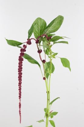 Picture of Amaranthus, Red