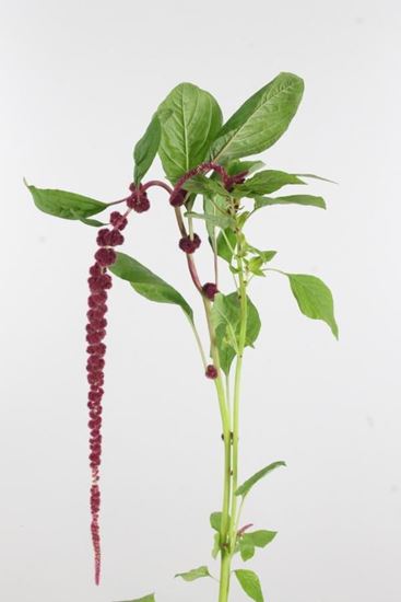 Picture of Amaranthus, Red