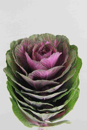 Picture of Brassica Red Crane