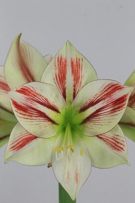 Picture of Amaryllis Ambiance