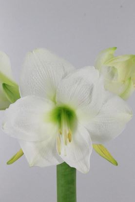 Picture of Amaryllis Mont Blanc