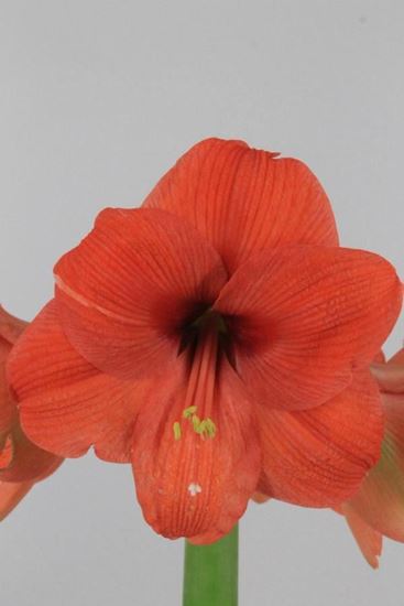 Picture of Amaryllis Naranja