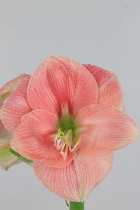 Picture of Amaryllis Reve (Revelation)