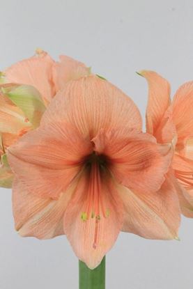 Picture of Amaryllis Rilona