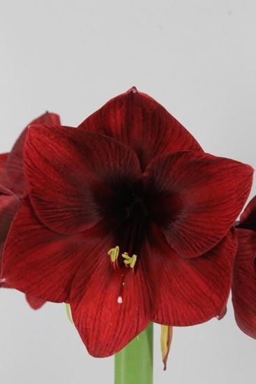 Picture of Amaryllis Royal Velvet