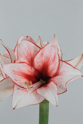 Picture of Amaryllis Showmaster