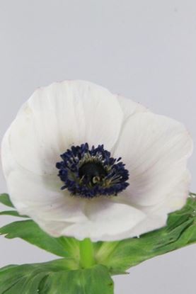 Picture of Anemone