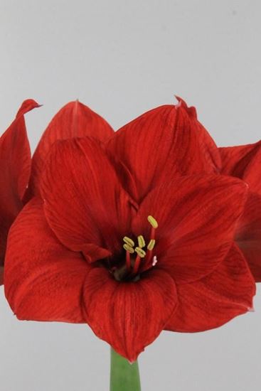 Picture of Amaryllis Ferrari