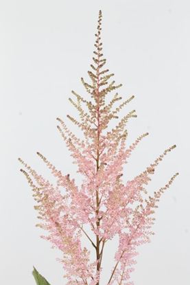 Picture of Astilbe Erika
