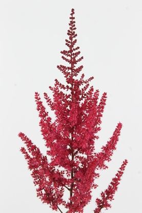 Picture of Astilbe Red