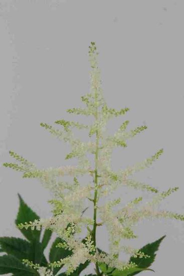 Picture of Astilbe Washington White