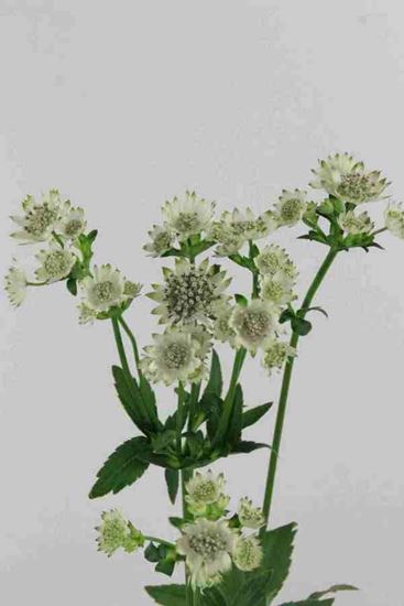 Picture of Astrantia Million Star, White