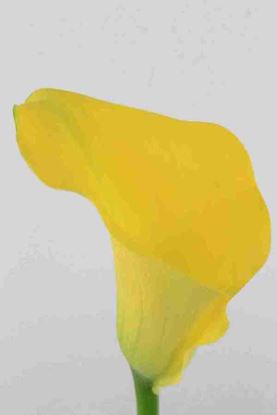 Picture of Calla Florex Gold