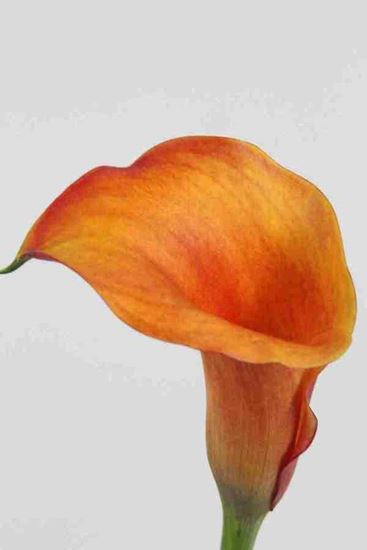 Picture of Calla Mango