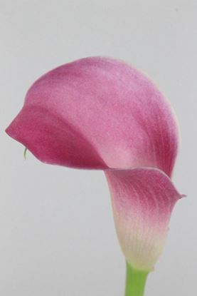 Picture of Calla Garnet Glow