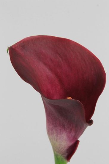 Picture of Calla Majestic Red