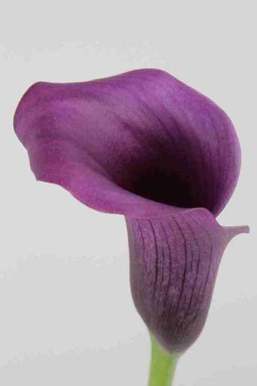 Picture of Calla Paco