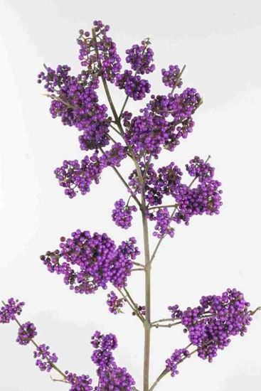 Picture of Callicarpa Profusion