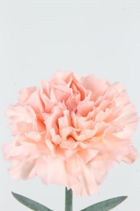 Picture of Carnation Light Pink Candy
