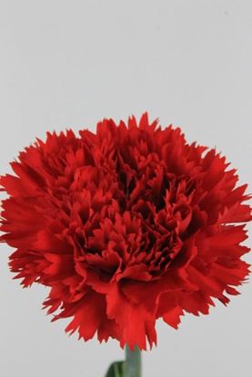 Picture of Carnation Red