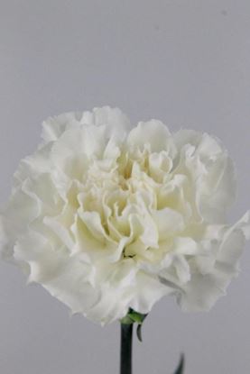 Picture of Carnation White