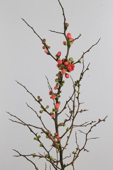 Picture of Chaenomeles, Superba