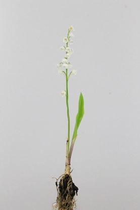 Picture of Convallaria