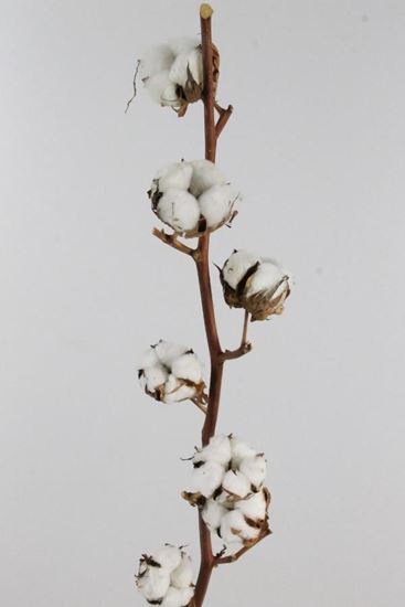 Picture of Cotton