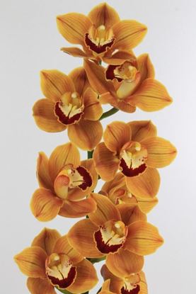 Picture of Cymbidium Balou