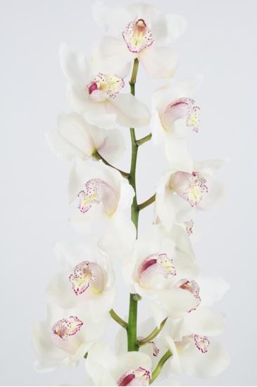 Picture of Cymbidium Cream White