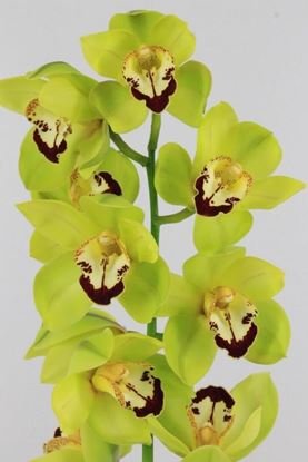 Picture of Cymbidium Green