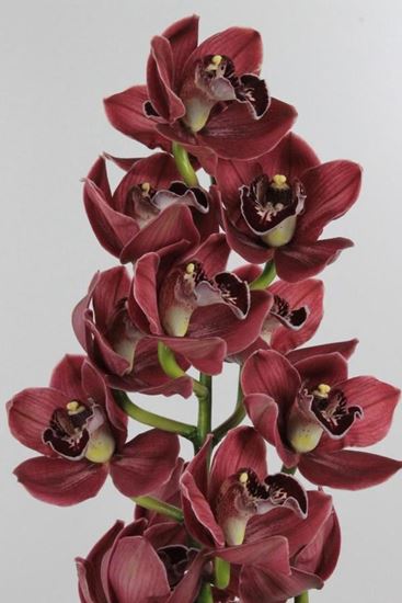 Picture of Cymbidium Hades