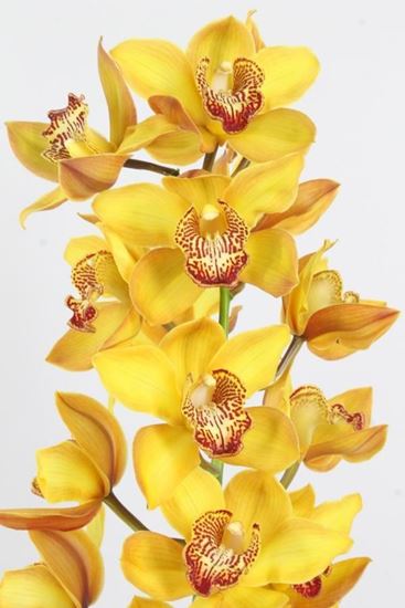 Picture of Cymbidium Orange Yellow