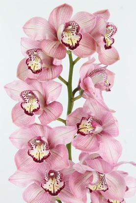 Picture of Cymbidium Pink