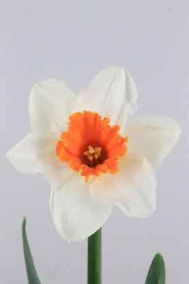 Picture of Daffodil Johann Strauss