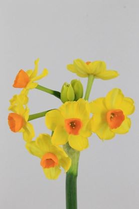 Picture of Daffodil Soleil d ‘Or