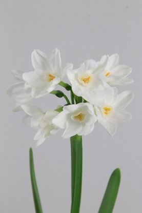 Picture of Daffodil Ziva Paper White