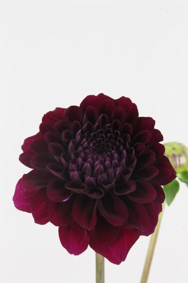 Picture of Dahlia Ball Duke Duwen