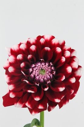Picture of Dahlia Checkers