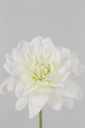 Picture of Dahlia Siberia