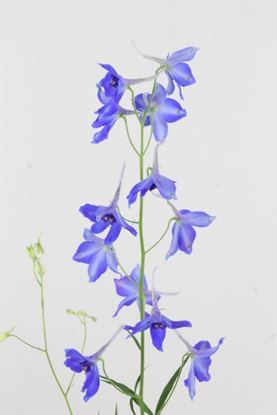 Picture of Delphinium Belladonna