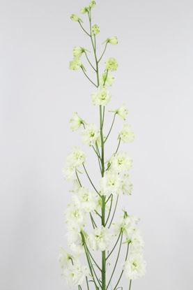 Picture of Delphinium Elatum Centurion White