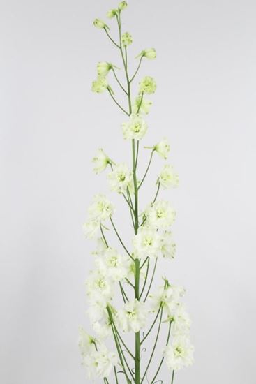 Picture of Delphinium Elatum Centurion White