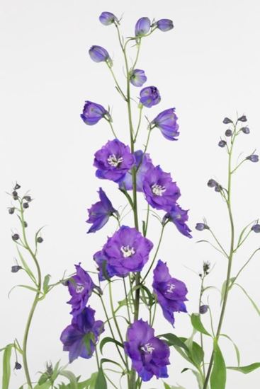 Picture of Delphinium Elatum Christel