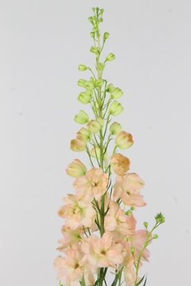 Picture of Delphinium Elatum Princess Caroline