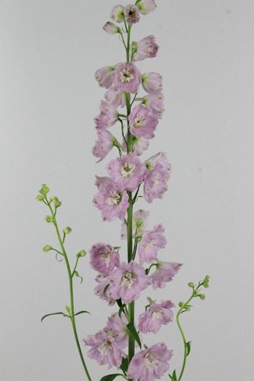 Picture of Delphinium Elatum Dewi Lady