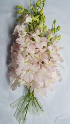 Picture of Dendrobium Peach